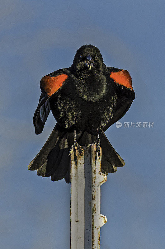 红翼黑鹂(Agelaius phoenicus)是黄鹂科的一种雀形目鸟类，在北美大部分地区和中美洲大部分地区都有发现。